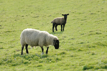 Obraz na płótnie Canvas lamb and ewe 3