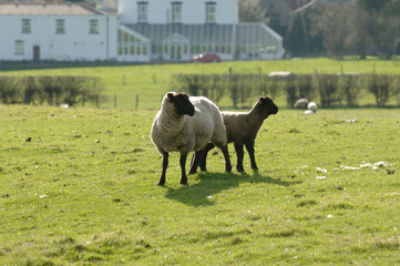 ewe and her lamb