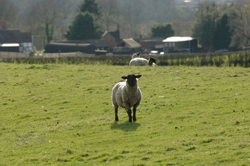 lone sheep