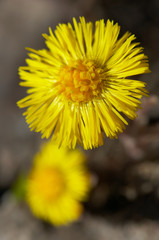 coltsfoot
