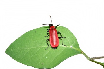 insect