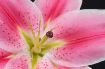 Obraz na płótnie Canvas pink lily