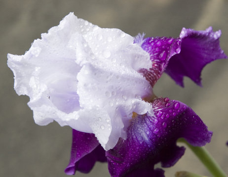iris
