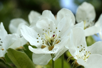 birnenblüte