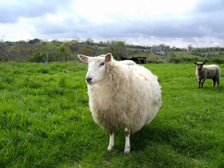 mouton de pré salé