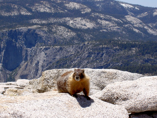 marmot atop half dome, yosemite