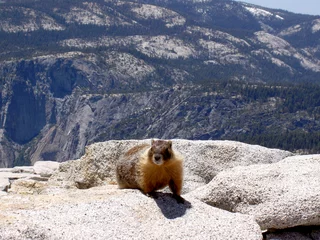 Muurstickers marmot atop half dome, yosemite © hljdesign