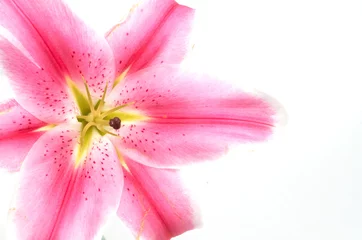 Crédence de cuisine en verre imprimé Nénuphars high key pink lily