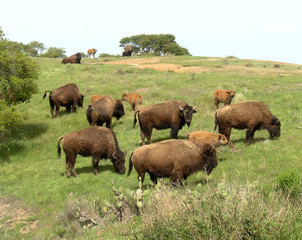 bison herd at catalina island, ca - obrazy, fototapety, plakaty