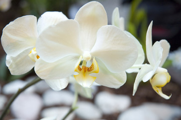 Fototapeta na wymiar trzy białe orchidee