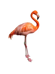 Gordijnen roze flamingo © chasingmoments