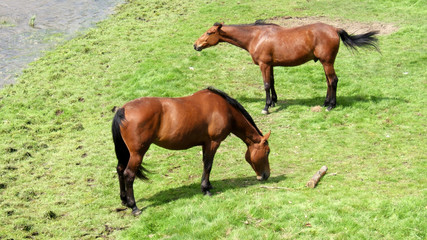 chevaux cotentin