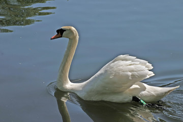 gliding swan