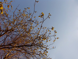 spring tree 3