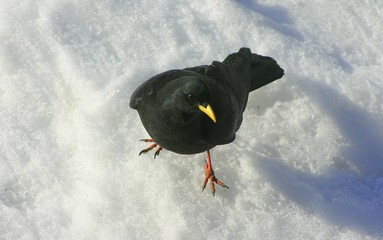 a blackbird