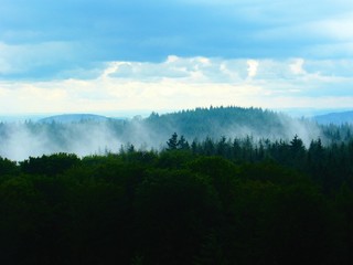 nebel im wald