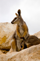 mother wallaby & joey