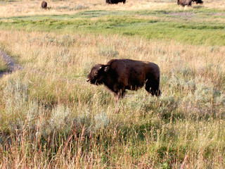 baby bison (buffalo) at yellowstone