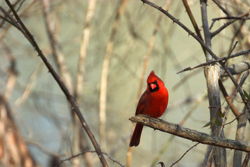 northern cardinal