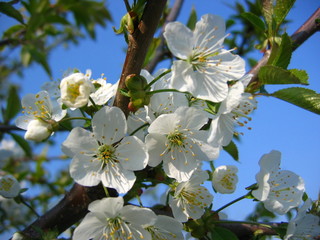 white cherry blossom