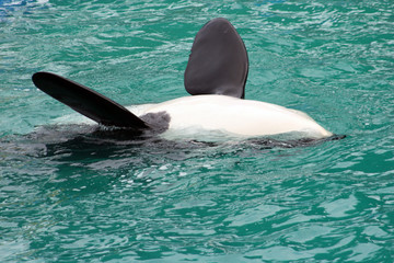 orca whale © Tomasz Szymanski