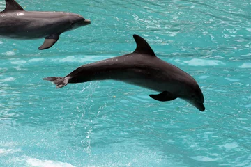 Papier Peint photo Dauphins dauphins