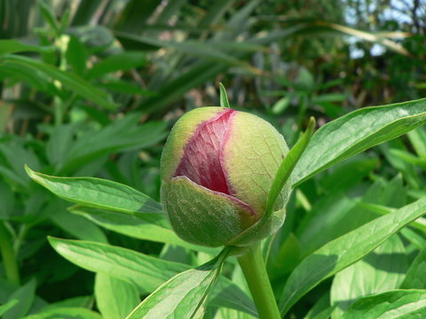 Peony Bud