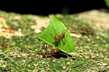leaf cutter ant fourmi