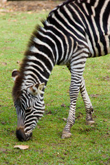 Fototapeta na wymiar grazing zebra