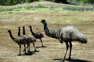 emu and her chicks