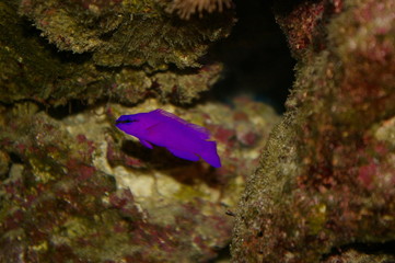 poisson violet/purple fish