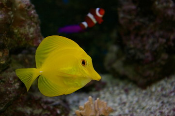 Fototapeta na wymiar ryby żółty / yellow chirurg tang