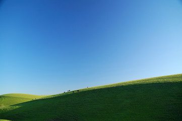 cattle on a sunny hillside