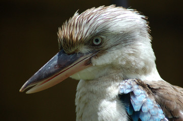 mr. kookaburra