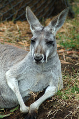 Naklejka na ściany i meble dozing kangaroo