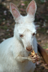 albino joey eating a peanut © seraphic06