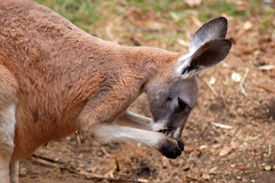 preening kangaroo