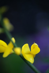 spanish broom flower