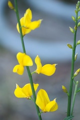 spanish broom flower 6