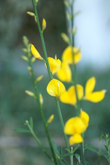 spanish broom flower 5
