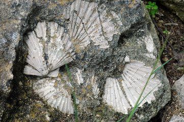 fossil © Clarence Alford