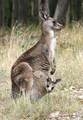 kangourou et joey