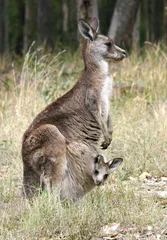 Selbstklebende Fototapete Känguru Känguru und Joey