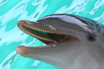 Fototapeta premium bottlenose dolphin