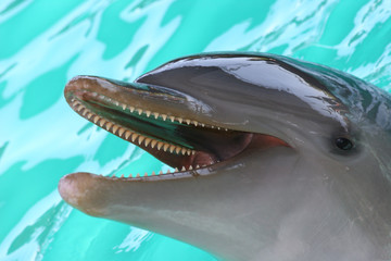 bottlenose dolphin