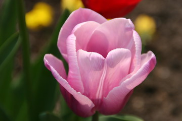 rosa tulpe im sonnenlicht