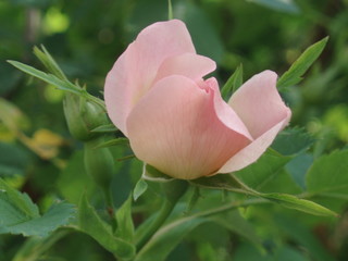 pink rose bud