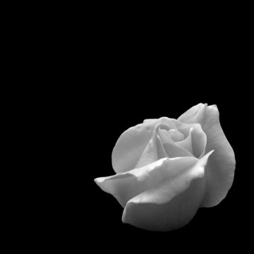Fototapeta rose
