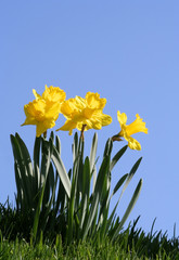 daffodils