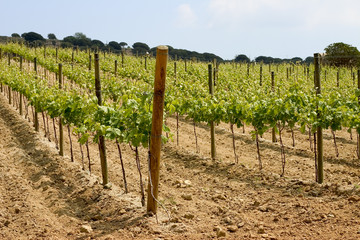 Fototapeta na wymiar Winnica w Katalonia, Hiszpania